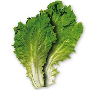 alad Lettuce - Salad Patta