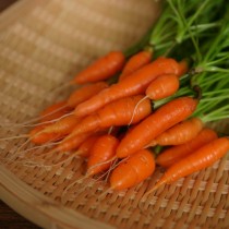 Baby Carrots - Yutika