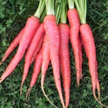 Carrot Red 