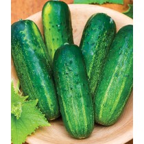 Cucumber Hybrid - Grade A
