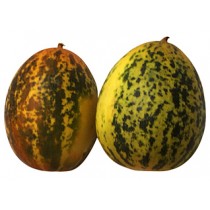 Madras Cucumber - Madras Kakdi