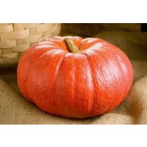 Pumpkin Red - Petha /Bhopla