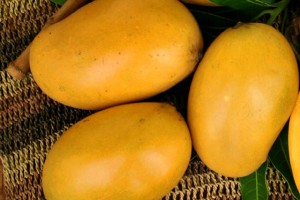 Mango - Mallika